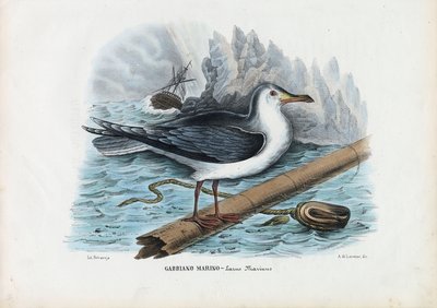 Grote Mantelmeeuw, 1863-79 door Raimundo Petraroja